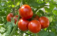 Artechno agriculture tomate